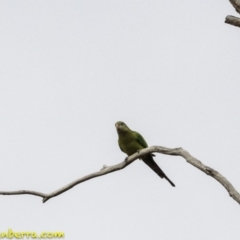 Polytelis swainsonii at Hughes, ACT - suppressed
