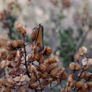 Philobota undescribed species near arabella at McQuoids Hill - 23 Sep 2018