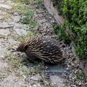 Tachyglossus aculeatus at Downer, ACT - 23 Sep 2018