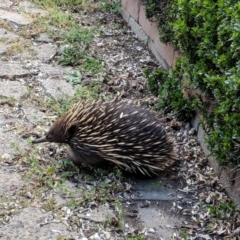 Tachyglossus aculeatus (Short-beaked Echidna) at Downer, ACT - 23 Sep 2018 by VeronicaM