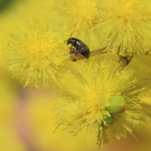 Alticini (tribe) at Hackett, ACT - 21 Sep 2018 01:54 PM