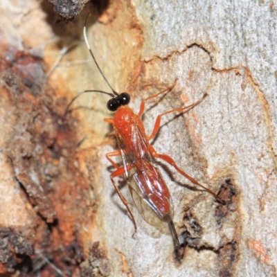 Stiromesostenus sp. (genus) (An ichneumon wasp) at Acton, ACT - 22 Sep 2018 by TimL
