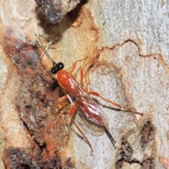 Stiromesostenus sp. (genus) at Acton, ACT - 22 Sep 2018