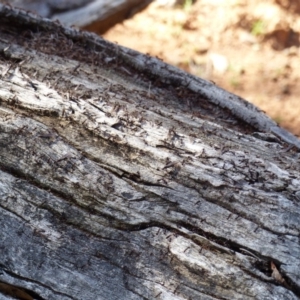 Papyrius nitidus at Ainslie, ACT - suppressed