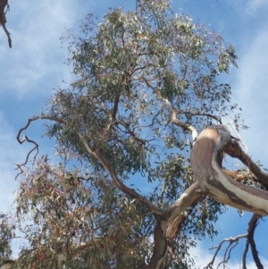 Daphoenositta chrysoptera at Dunlop, ACT - 24 Sep 2018