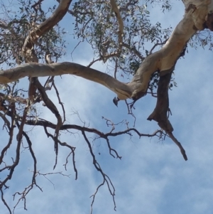 Daphoenositta chrysoptera at Dunlop, ACT - 24 Sep 2018