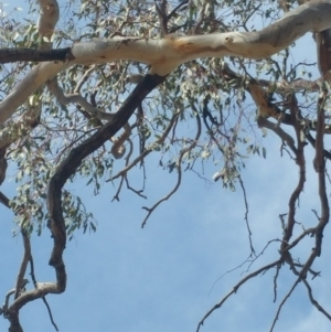 Daphoenositta chrysoptera at Dunlop, ACT - 24 Sep 2018 02:02 PM