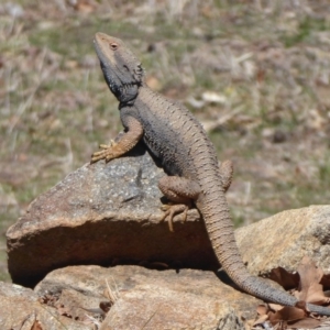 Pogona barbata at Weston Creek, ACT - suppressed