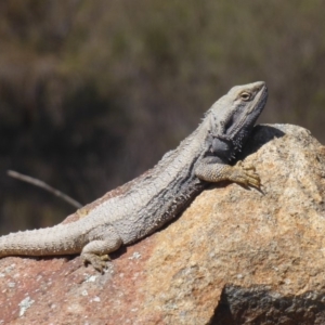 Pogona barbata at Weston Creek, ACT - suppressed