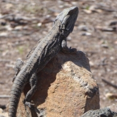 Pogona barbata at Weston Creek, ACT - suppressed