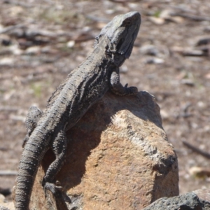 Pogona barbata at Weston Creek, ACT - 23 Sep 2018