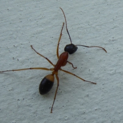 Camponotus consobrinus (Banded sugar ant) at Flynn, ACT - 23 Sep 2018 by Christine