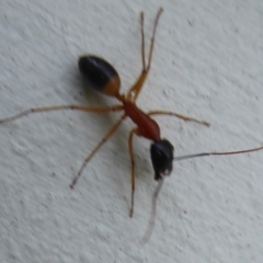Camponotus consobrinus at Flynn, ACT - 24 Sep 2018
