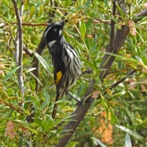 Phylidonyris novaehollandiae at Acton, ACT - 24 Sep 2018