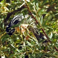 Phylidonyris novaehollandiae at Acton, ACT - 24 Sep 2018