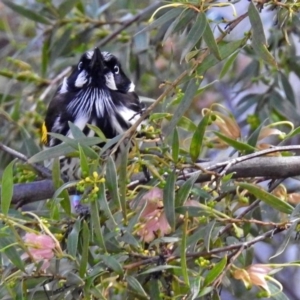 Phylidonyris novaehollandiae at Acton, ACT - 24 Sep 2018