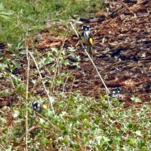 Phylidonyris novaehollandiae at Acton, ACT - 24 Sep 2018