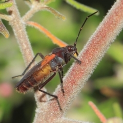 Oncopeltus (Oncopeltus) sordidus (Milk vine bug) at Acton, ACT - 22 Sep 2018 by TimL