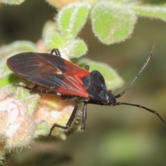 Oncopeltus (Oncopeltus) sordidus at Acton, ACT - 22 Sep 2018 01:48 PM