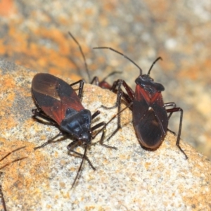 Oncopeltus (Oncopeltus) sordidus at Acton, ACT - 22 Sep 2018