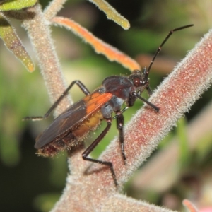 Oncopeltus (Oncopeltus) sordidus at Acton, ACT - 22 Sep 2018 01:48 PM