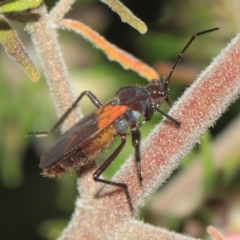 Oncopeltus (Oncopeltus) sordidus at Acton, ACT - 22 Sep 2018