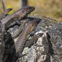 Egernia cunninghami (Cunningham's Skink) at Paddys River, ACT - 23 Sep 2018 by TimL