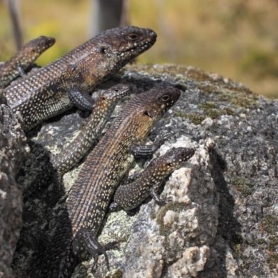 Egernia cunninghami (Cunningham's Skink) at Tidbinbilla Nature Reserve - 23 Sep 2018 by TimL