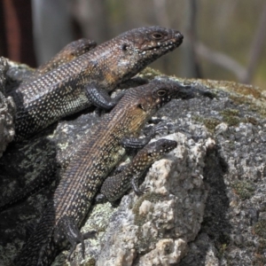 Egernia cunninghami at Paddys River, ACT - 23 Sep 2018