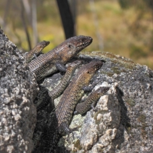 Egernia cunninghami at Paddys River, ACT - 23 Sep 2018