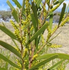 Acacia floribunda at Theodore, ACT - 24 Sep 2018 02:41 PM