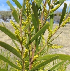 Acacia floribunda at Theodore, ACT - 24 Sep 2018