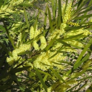 Acacia floribunda at Theodore, ACT - 24 Sep 2018