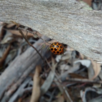 Harmonia conformis (Common Spotted Ladybird) at Stony Creek Nature Reserve - 21 Sep 2018 by RyuCallaway
