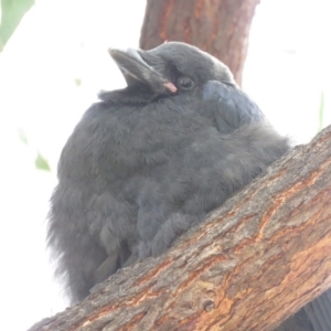 Corvus coronoides at Parkes, ACT - 24 Sep 2018