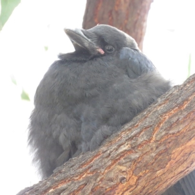 Corvus coronoides (Australian Raven) at Parkes, ACT - 24 Sep 2018 by KumikoCallaway