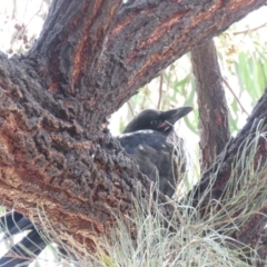 Corvus coronoides at Parkes, ACT - 24 Sep 2018