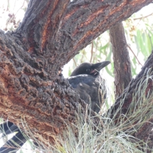 Corvus coronoides at Parkes, ACT - 24 Sep 2018