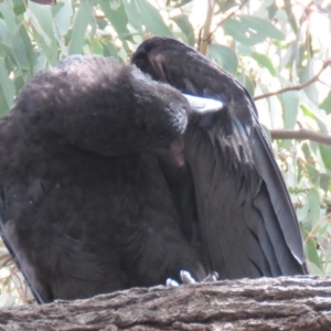 Corvus coronoides at Parkes, ACT - 24 Sep 2018