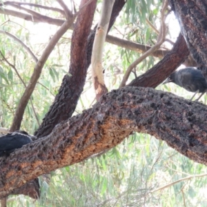 Corvus coronoides at Parkes, ACT - 24 Sep 2018