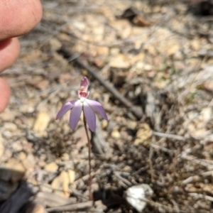 Caladenia sp. at Boyne State Forest - 19 Sep 2018