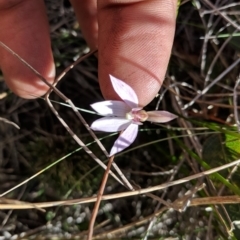 Caladenia sp. at Boyne State Forest - 19 Sep 2018