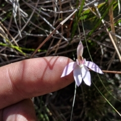 Caladenia sp. at Boyne State Forest - 19 Sep 2018