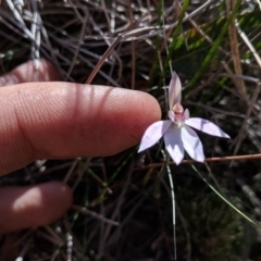 Caladenia sp. at Boyne State Forest - 19 Sep 2018