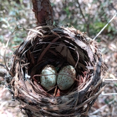 Zoothera lunulata (Bassian Thrush) at South Brooman State Forest - 20 Sep 2018 by NickWilson