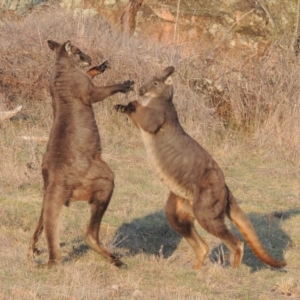 Osphranter robustus at Molonglo River Reserve - 11 Sep 2018