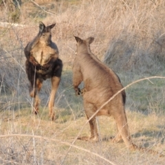 Osphranter robustus at Molonglo River Reserve - 11 Sep 2018