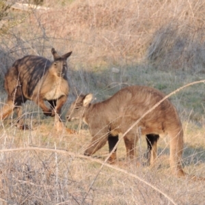 Osphranter robustus robustus at Molonglo River Reserve - 11 Sep 2018 06:41 PM