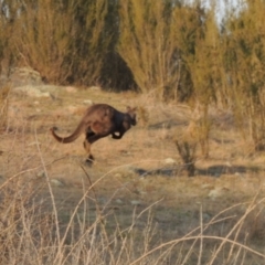 Osphranter robustus robustus at Molonglo River Reserve - 11 Sep 2018 06:41 PM