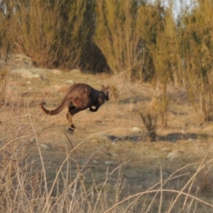 Osphranter robustus robustus at Molonglo River Reserve - 11 Sep 2018 06:41 PM